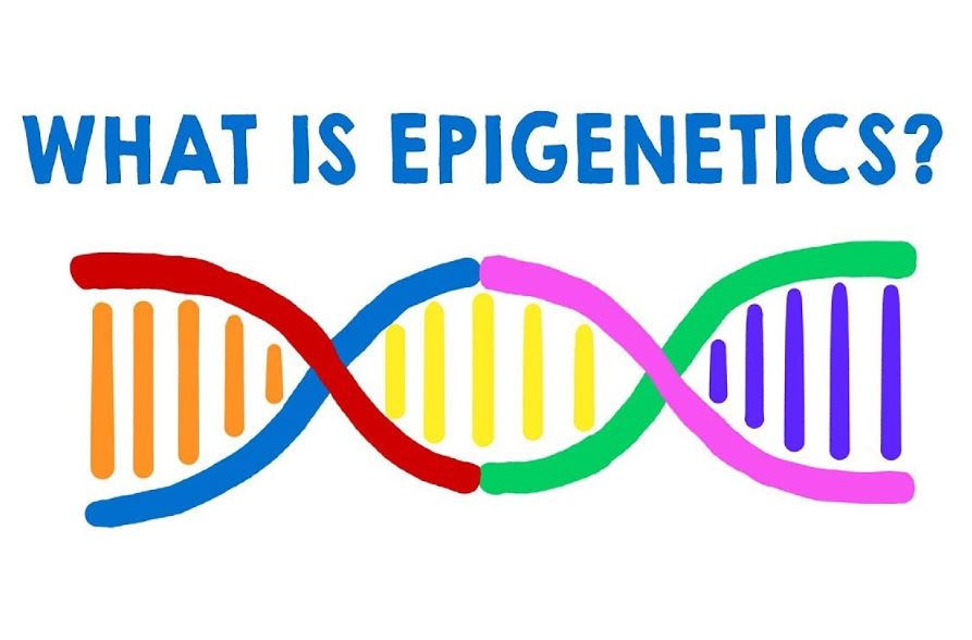 research articles about epigenetics